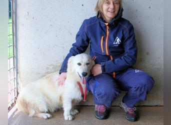 Ricoardo - Kleiner Hund ganz groß