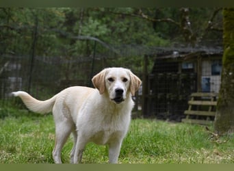 Hillary - Schüchternes Karamellöhrchen sucht Zuhause