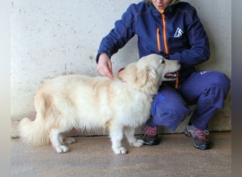 Ricoardo - Kleiner Hund ganz groß