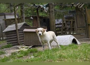 Hillary - Schüchternes Karamellöhrchen sucht Zuhause