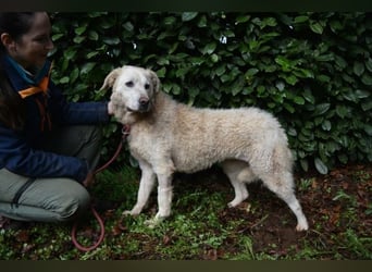 Generosa - Ein Adler bleibt ein Adler...