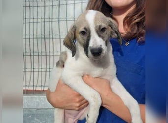 Bora - auf Pflegestelle in D