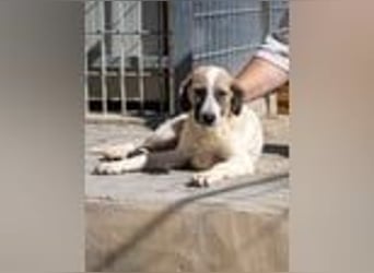 Bora - süßeste Versuchung fürs neue Jahr