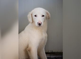 Monica- eine sanfte Seele im Schatten