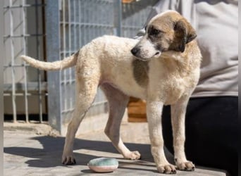 Bora - bald auf Pflegestelle