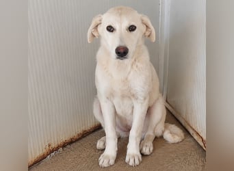 Faro: ich wäre gern Familienhund