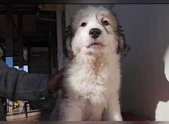 Balma: unschuldig hinter Gitter