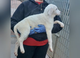 Biba: so klein und so allein