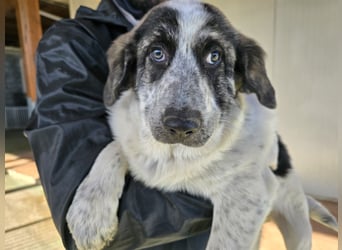 Cassian: beeindruckt mit seiner Ruhe