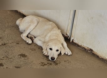 Faro: ich wäre gern Familienhund