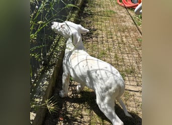 Seppelino: ein "Seppl" zum lieb haben