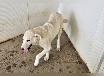 Faro: ich wäre gern Familienhund