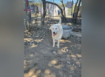 Taco: 4 Pfoten suchen Streichelhände