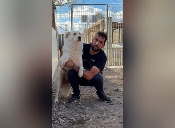 Speank: unsichtbares Hundeherz