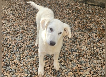 Taco: ein Wuschel zum Verlieben