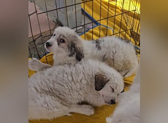 Balma: unschuldig hinter Gitter