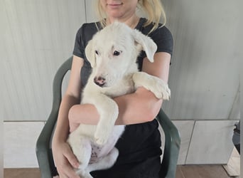 Fiametta: kleine Prinzessin