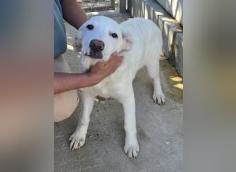 Bibo: so klein und so allein