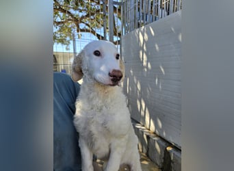 Bubo: so klein und so allein