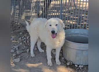 Taco: 4 Pfoten suchen Streichelhände