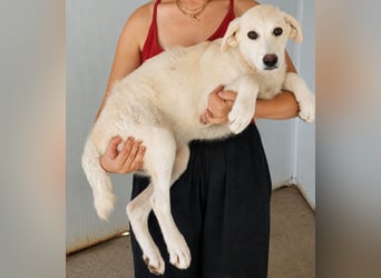 Faro: ich wäre gern Familienhund