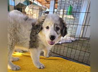 Balma: unschuldig hinter Gitter