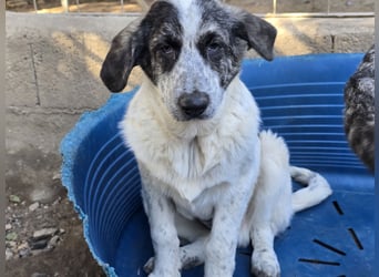 Cassian: beeindruckt mit seiner Ruhe