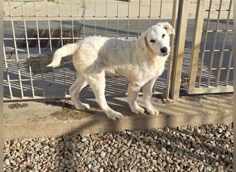 Taco: ein Wuschel mit Herz und guter Laune