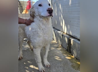 Bibo: so klein und so allein