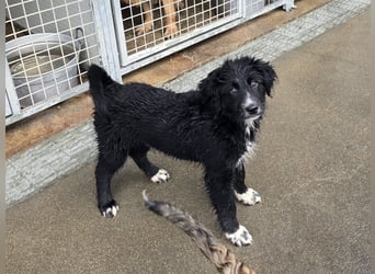 Pumba: Spaß und gute Laune garantiert