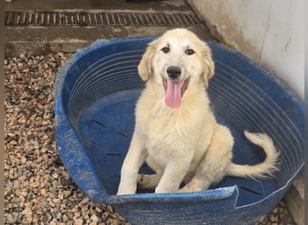 Tancredi: ein Wuschel zum Verlieben