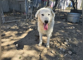 Taco: 4 Pfoten suchen Streichelhände