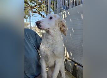 Bibo: so klein und so allein