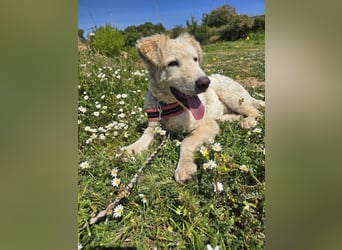Sebastian: einfach nur Zucker