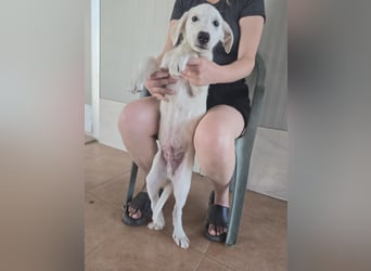 Fluk: Herznase sucht Herzensmensch