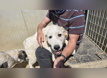 Balma: so klein und so allein