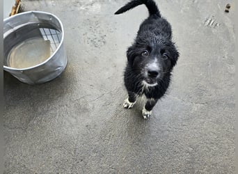 Pumba: Spaß und gute Laune garantiert