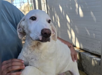 Bibo: so klein und so allein