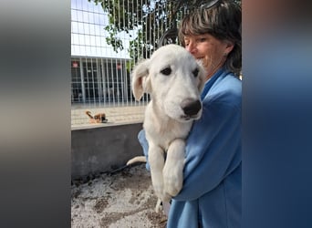 Buddy - ein Lausbub zum Verlieben