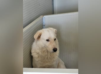 Speank: unsichtbares Hundeherz