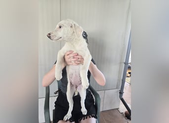 Fiametta: kleine Prinzessin