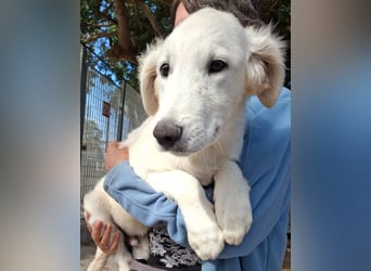 Buddy - ein Lausbub zum Verlieben