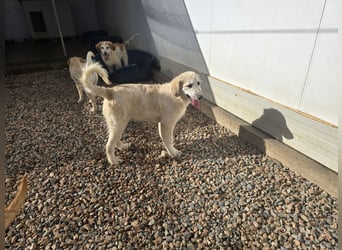 Tancredi: ein Wuschel zum Verlieben