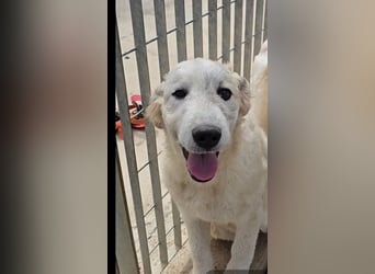 Balma: so klein und so allein