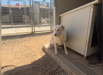 Speank: unsichtbares Hundeherz