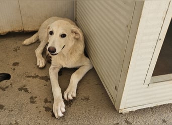 Faro: ich wäre gern Familienhund