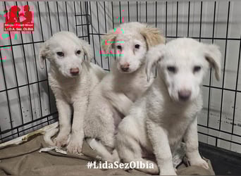 Biba: so klein und so allein