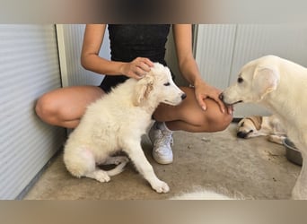 Bo: Charmeur mit Kulleraugen