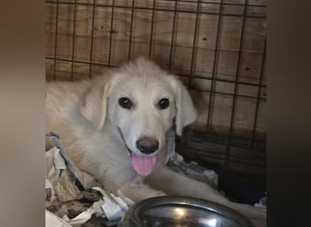 Faro: ich wäre gern Familienhund