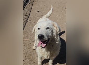 Taco: 4 Pfoten suchen Streichelhände